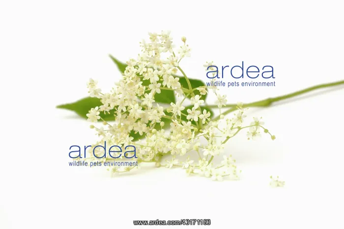 : Elder, Sambucus nigra, Elderflower against a white backgroun : Elder, Sambucus nigra, Elderflower against a white backgroun