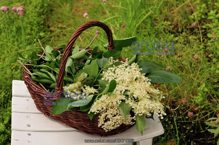: Elder, Sambucus nigra, Elderflowers with leaves, in a wicker : Elder, Sambucus nigra, Elderflowers with leaves, in a wicker