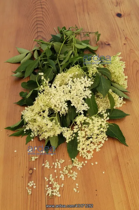 : Elder, Sambucus nigra, Elderflowers with leaves, on a wooden : Elder, Sambucus nigra, Elderflowers with leaves, on a wooden