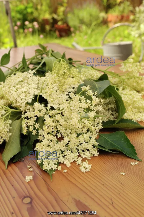 : Elder, Sambucus nigra, Elderflowers with leaves, on a wooden : Elder, Sambucus nigra, Elderflowers with leaves, on a wooden