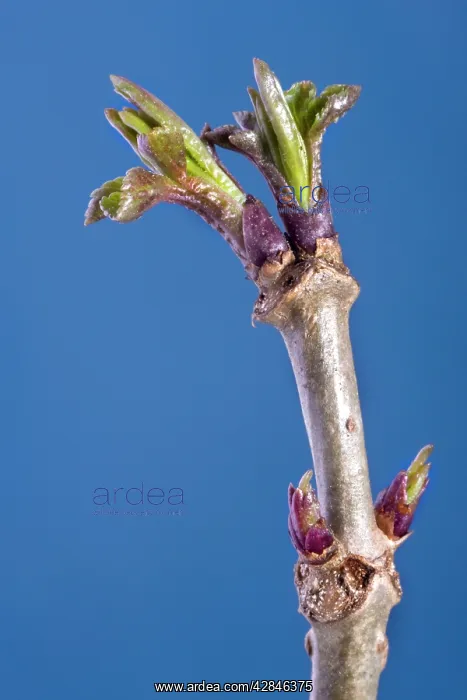 : Elder Tree - bud : Elder Tree - bud