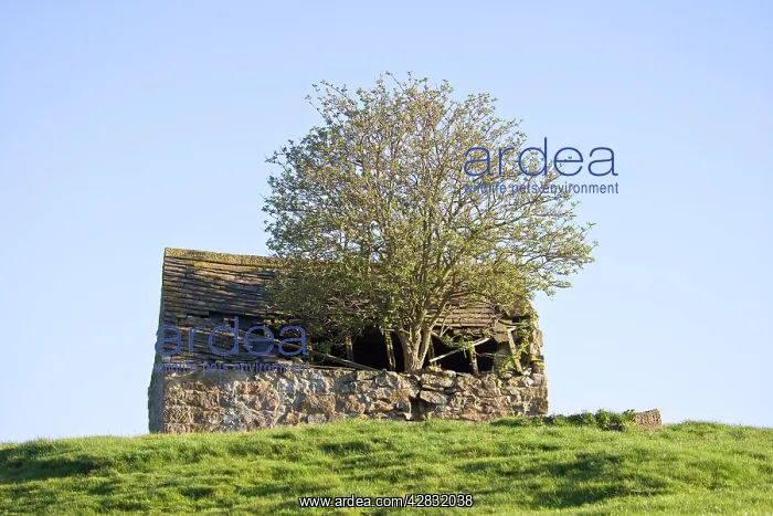 : Elder Tree - Growing through roof of stone barn : Elder Tree - Growing through roof of stone barn