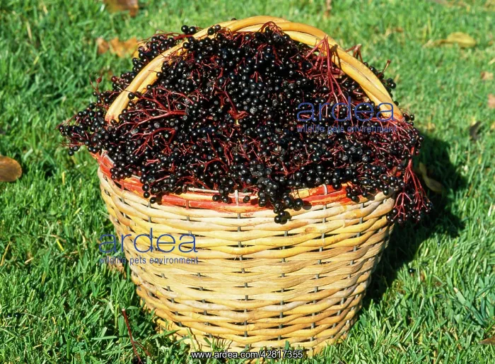 : ELDERBERRIES IN BASKET : ELDERBERRIES IN BASKET
