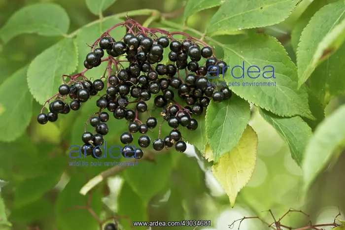 : Elderberries ripe fruit in autumn : Elderberries ripe fruit in autumn