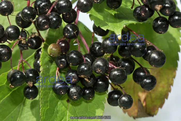 : Elderberries ripe fruit in autumn : Elderberries ripe fruit in autumn