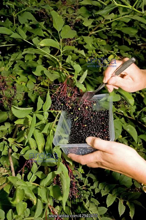 : Elderberries - woman forking ripe elderberries : Elderberries - woman forking ripe elderberries
