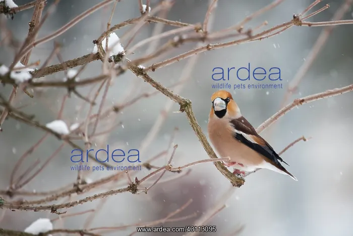 : Elderberry : Elderberry
