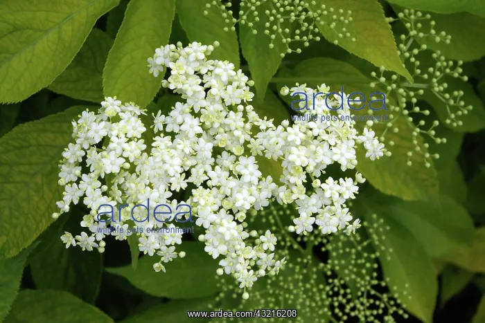  : Elderberry