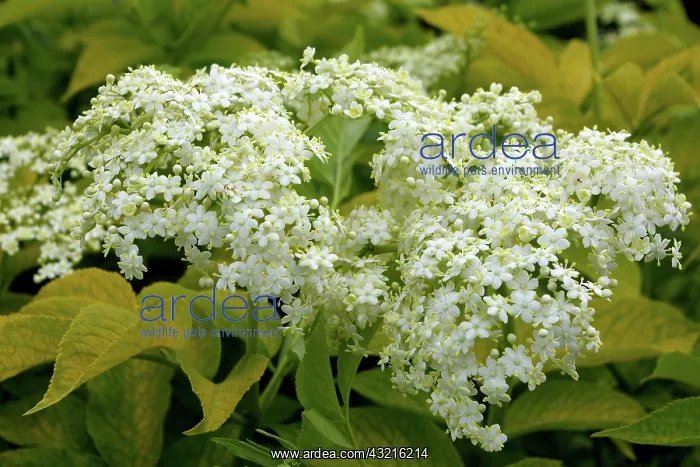 : Elderberry : Elderberry