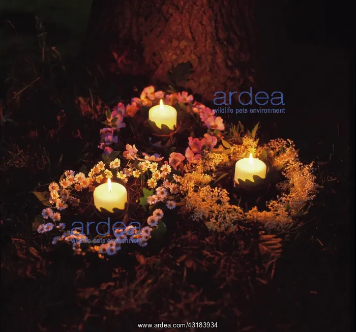 : Elderflower, Sambucus nigra and Feverfew, Tanacetum : Elderflower, Sambucus nigra and Feverfew, Tanacetum