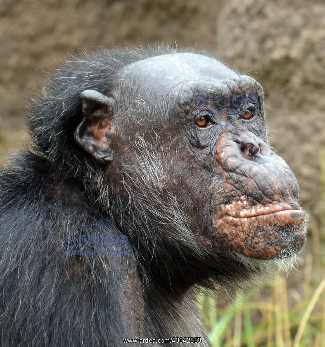 : Elderly (50 years +) Chimpanzee in pensive mood : Elderly (50 years +) Chimpanzee in pensive mood