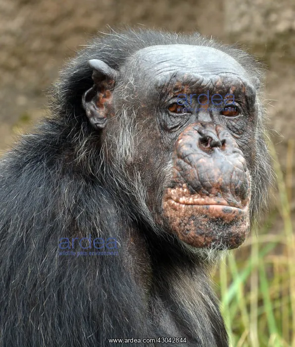 : Elderly Chimpanzee, 50 years + : Elderly Chimpanzee, 50 years +