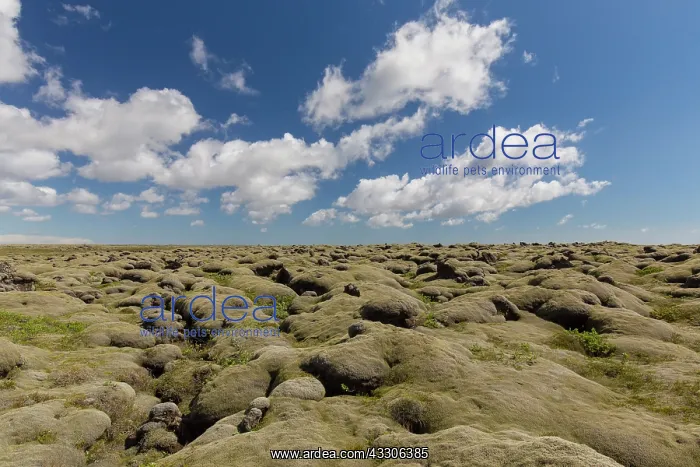: Eldhraun lava field - a moss covered lava flow - : Eldhraun lava field - a moss covered lava flow -
