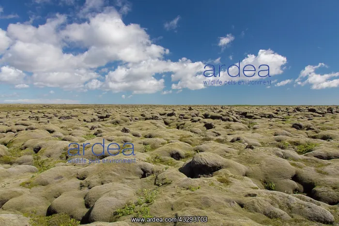 : Eldhraun lava field - a moss covered lava flow - Iceland : Eldhraun lava field - a moss covered lava flow - Iceland