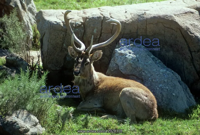 : Eld's Deer / Brow-antlered Deer / Thamin - male, lying down : Eld's Deer / Brow-antlered Deer / Thamin - male, lying down