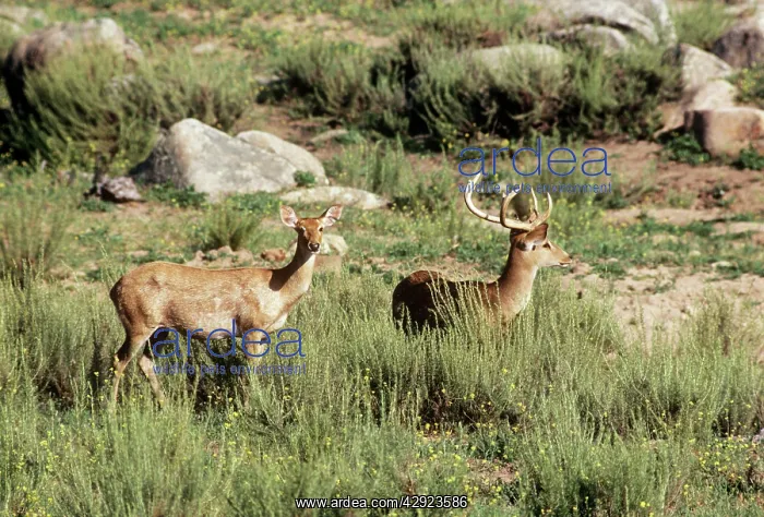 : Eld's DEER - male & female : Eld's DEER - male & female