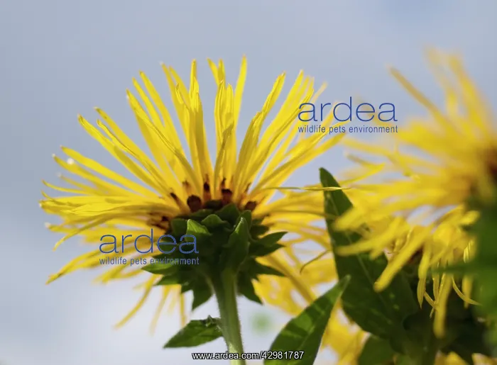 : Elecampane : Elecampane