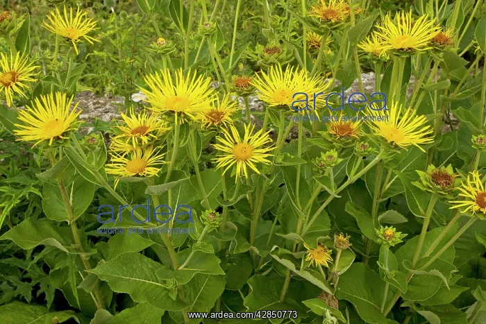 : Elecampane - growing in garden, used as a medicinal : Elecampane - growing in garden, used as a medicinal