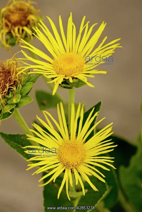 : Elecampane / Horse-heal : Elecampane / Horse-heal