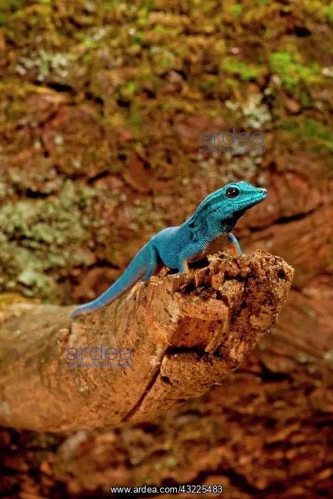 : Electric Blue Day Gecko, Lygodactylus williamsi : Electric Blue Day Gecko, Lygodactylus williamsi