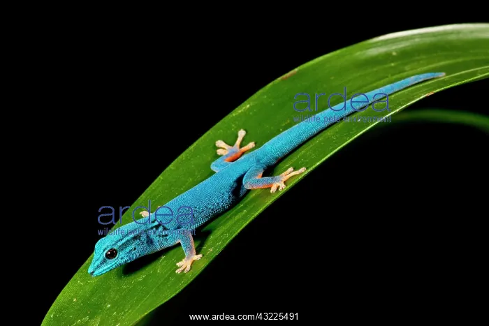 : Electric Blue Day Gecko, Lygodactylus williamsi : Electric Blue Day Gecko, Lygodactylus williamsi