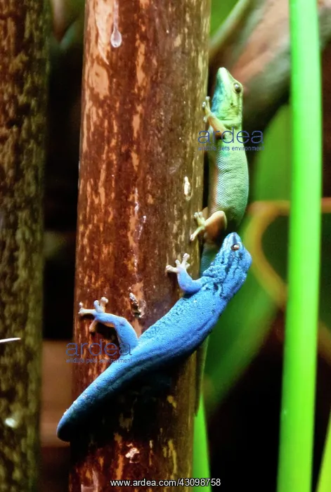 : Electric Blue Gecko : Electric Blue Gecko