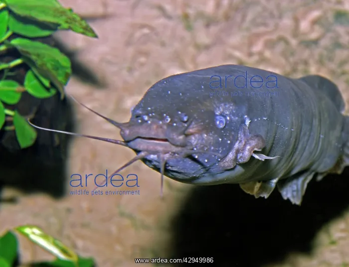 : Electric Catfish : Electric Catfish
