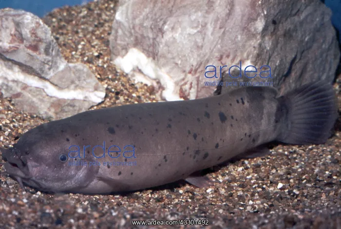 : ELECTRIC CATFISH : ELECTRIC CATFISH