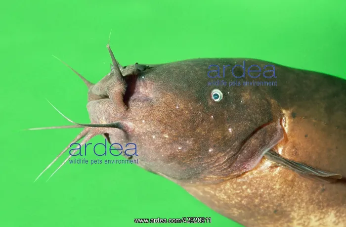 : Electric Catfish - showing barbels : Electric Catfish - showing barbels