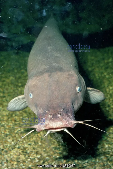 : Electric Catfish - showing barbels around mouth : Electric Catfish - showing barbels around mouth