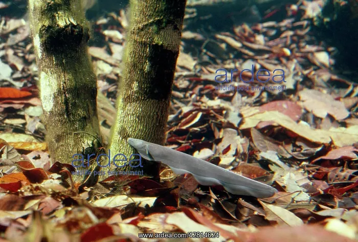 : Electric Eel : Electric Eel
