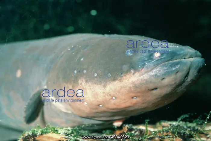 : ELECTRIC EEL : ELECTRIC EEL