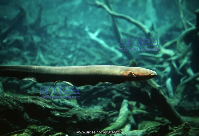 : ELECTRIC EEL - in flooded forest : ELECTRIC EEL - in flooded forest