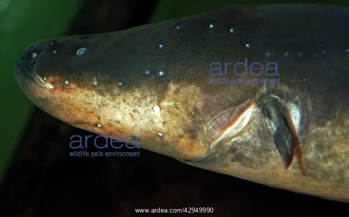  : Electric Eel - Freshwaters