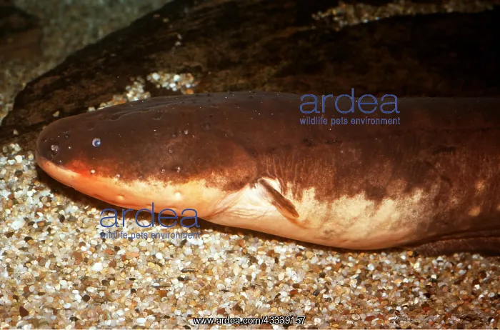 : ELECTRIC EEL - HEAD : ELECTRIC EEL - HEAD