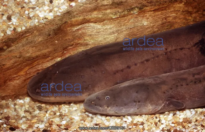 : ELECTRIC EEL - x two heads clearly showing lateral line : ELECTRIC EEL - x two heads clearly showing lateral line