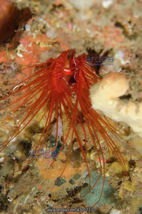 : Electric Fileclam : Electric Fileclam