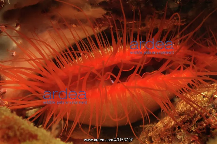 : Electric Fileclam : Electric Fileclam