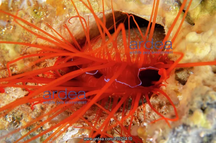 : Electric Fileclam - Elmoost dive site, Weda, Halmahera : Electric Fileclam - Elmoost dive site, Weda, Halmahera
