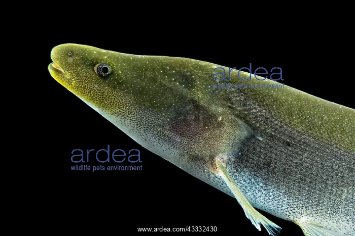 : Electric fish (Mormyrops engystoma), animal portrait : Electric fish (Mormyrops engystoma), animal portrait