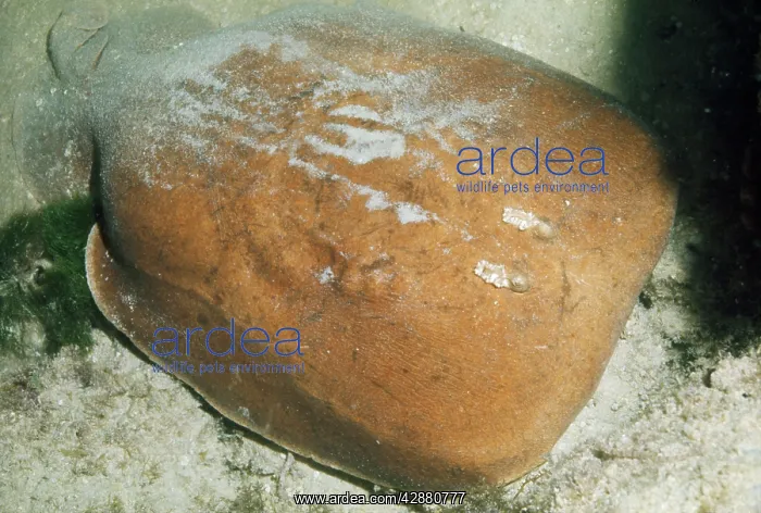 : Electric Ray : Electric Ray