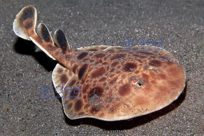 : Electric ray (Torpedo) ray, undetermined species : Electric ray (Torpedo) ray, undetermined species