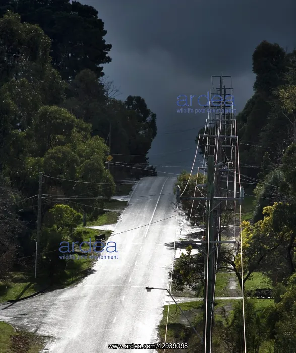 : Electricity pylons marching down a suburban street : Electricity pylons marching down a suburban street