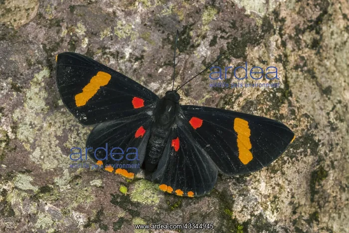 : Electron Pixie butterfly (Melanis electron) Riodinidae : Electron Pixie butterfly (Melanis electron) Riodinidae