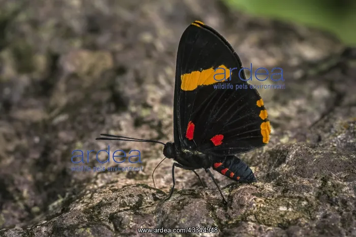 : Electron Pixie butterfly (Melanis electron) Riodinidae : Electron Pixie butterfly (Melanis electron) Riodinidae