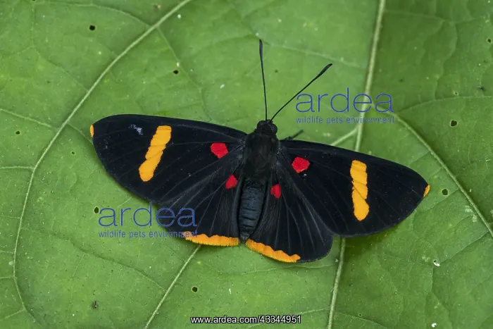 : Electron Pixie butterfly (Melanis electron) Riodinidae : Electron Pixie butterfly (Melanis electron) Riodinidae