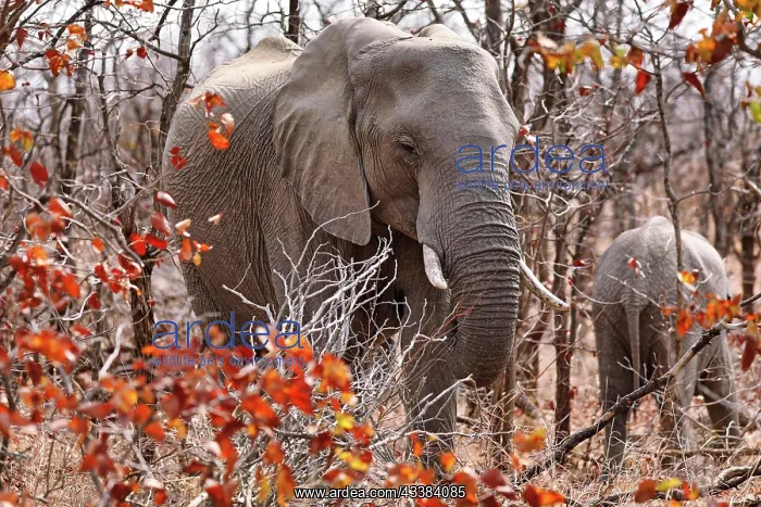 : Elefant im herbstlichen Laub, Kruger NP, S : Elefant im herbstlichen Laub, Kruger NP, S