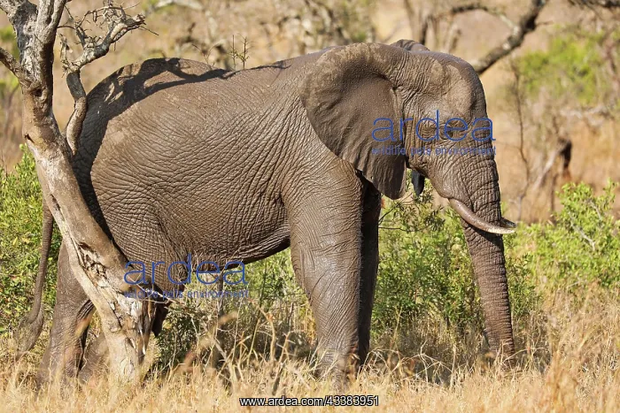: Elefant kratzt sich am Baum im Kruger Nationalpark S : Elefant kratzt sich am Baum im Kruger Nationalpark S