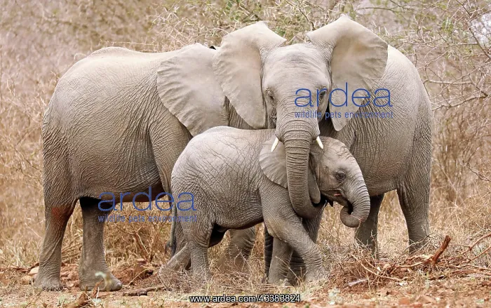 : Elefantenfamilie im Kruger Nationalpark S : Elefantenfamilie im Kruger Nationalpark S