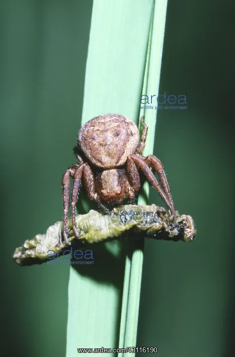  : Elegant Crab Spider with Prey